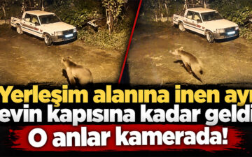 Arhavi