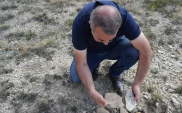ağaç fosili