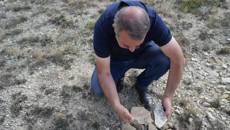 ağaç fosili
