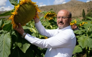 Ayçiçeği üretimi