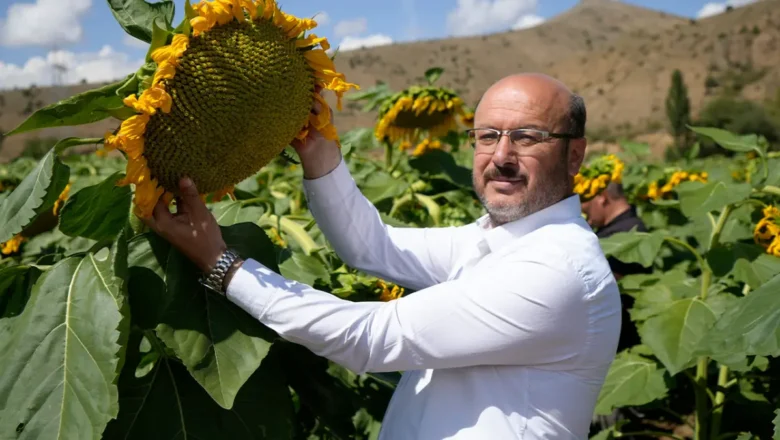 Ayçiçeği üretimi