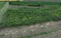 Karadeniz incirleri